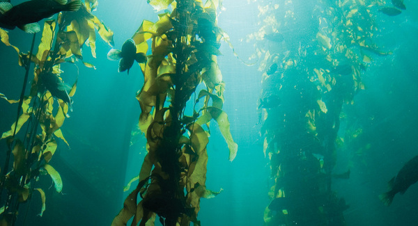 marine biome kelp